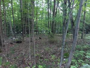 Homes for sale in Winchester, CT | 393 Winchester Rd, Winchester, CT 06098 | MLS# 170078080